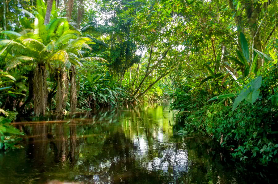 Explore the Peruvian Rainforest on an Amazon River Cruise